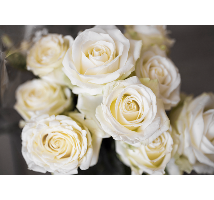 Bloemen foto behang elegante witte rozen - TenStickers