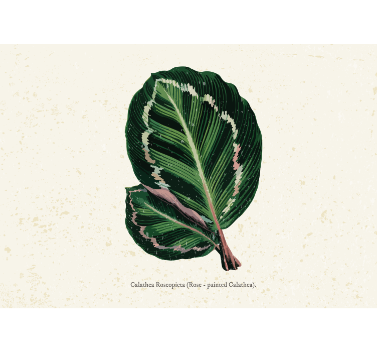 Bloemen foto behang calathea bladeren display - TenStickers