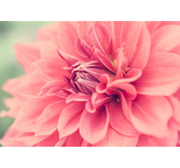 Bloemen foto behang vibrant roze bloesem - TenStickers