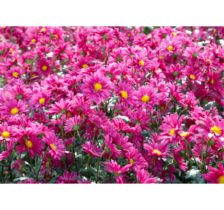 Bloemen foto behang roze bloemenexplosie - TenStickers