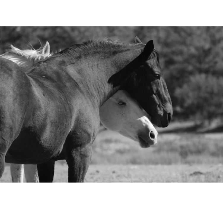 Foto behang dieren paarden vriendschap - TenStickers