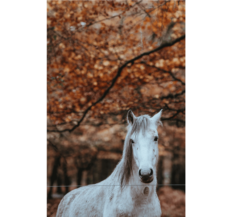 Majestueus wit paard foto behang dieren - TenStickers