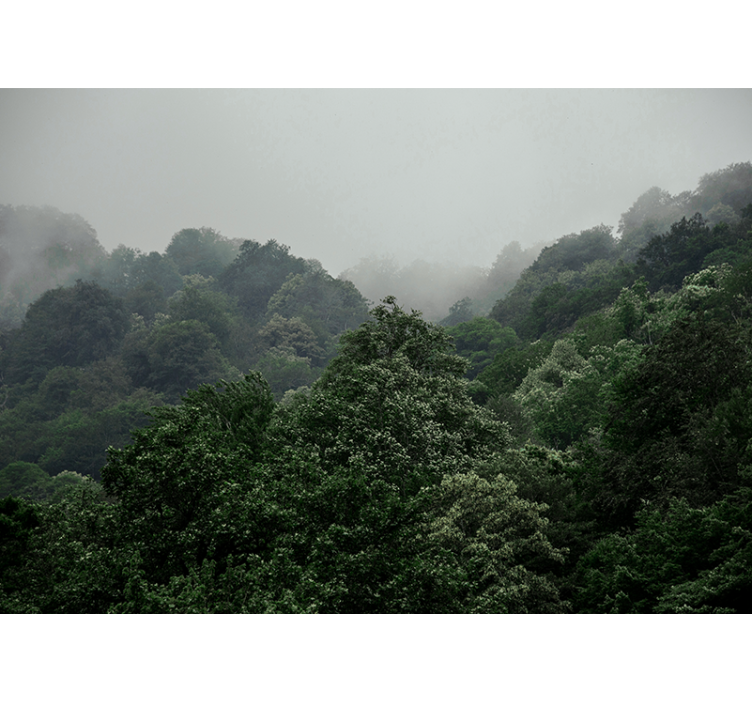 Mistig landschap foto behang bos - TenStickers