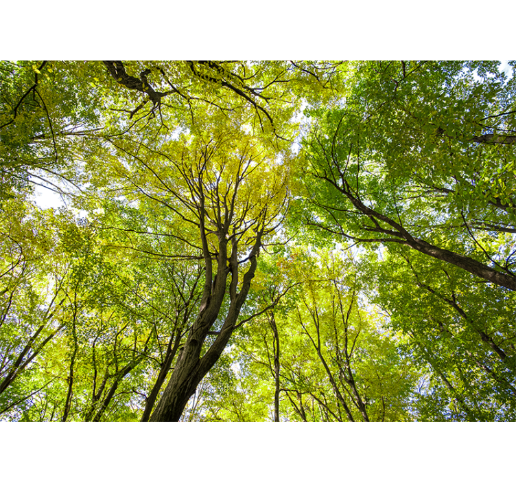 Fotobehang natuur lush forest canopy - TenStickers