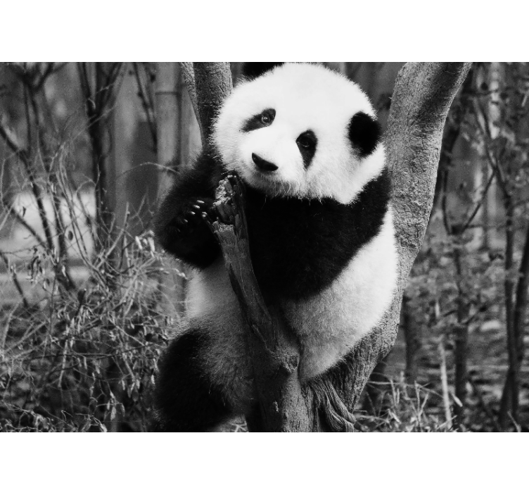 Foto behang dieren panda op boom - TenStickers