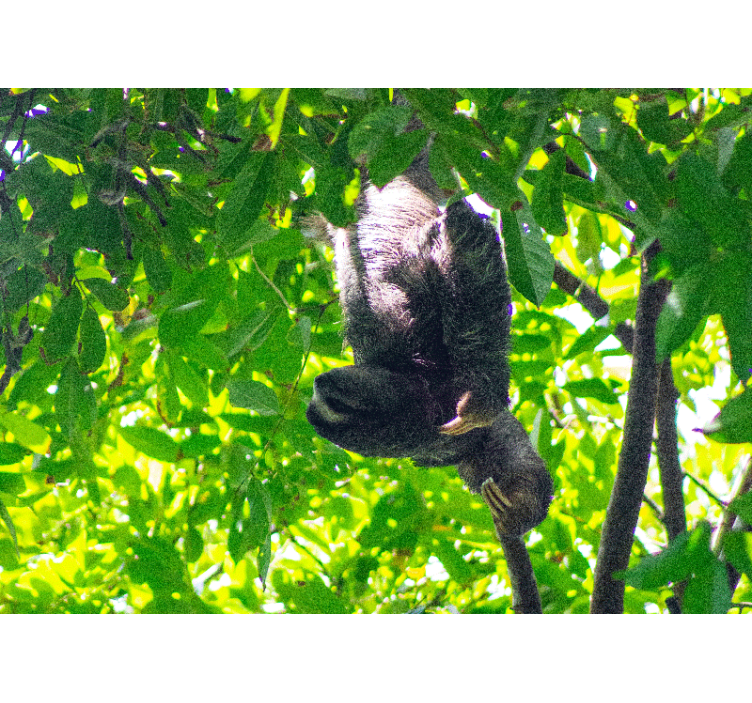 Foto behang dieren luiaard tussen groenery - TenStickers