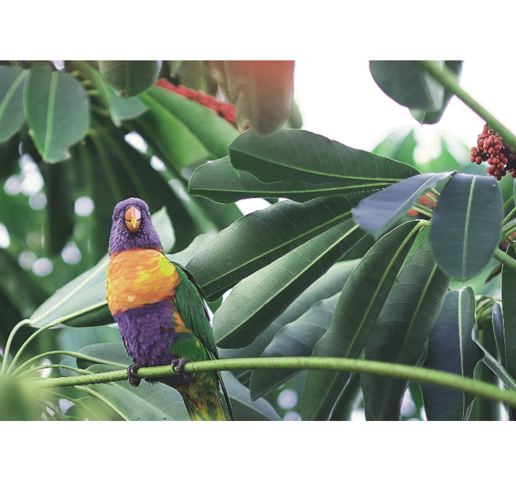 Foto behang dieren kleurvolle papegaai gekleed - TenStickers