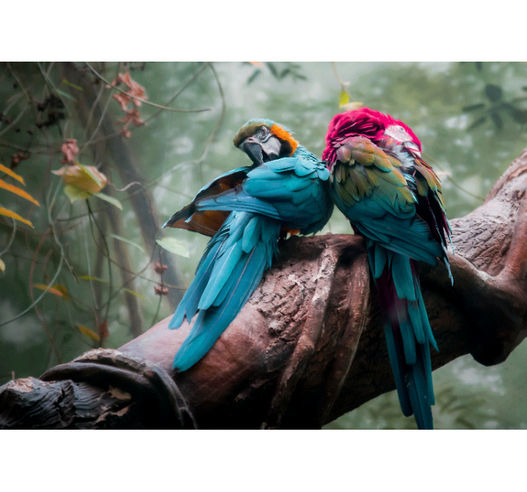 Foto behang dieren kleurrijke papegaaien omhelzing - TenStickers