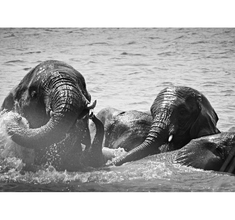 Foto behang dieren olifanten in vloeistof - TenStickers