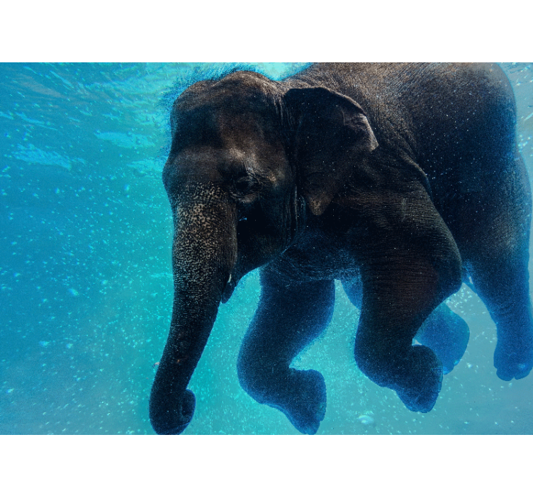Fotobehang zee onderwater olifant - TenStickers