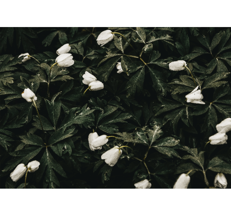 Bloemen foto behang zachte witte bloemen - TenStickers