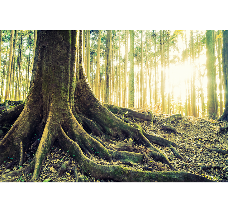 Foto behang bos zonovergoten boomwortels - TenStickers