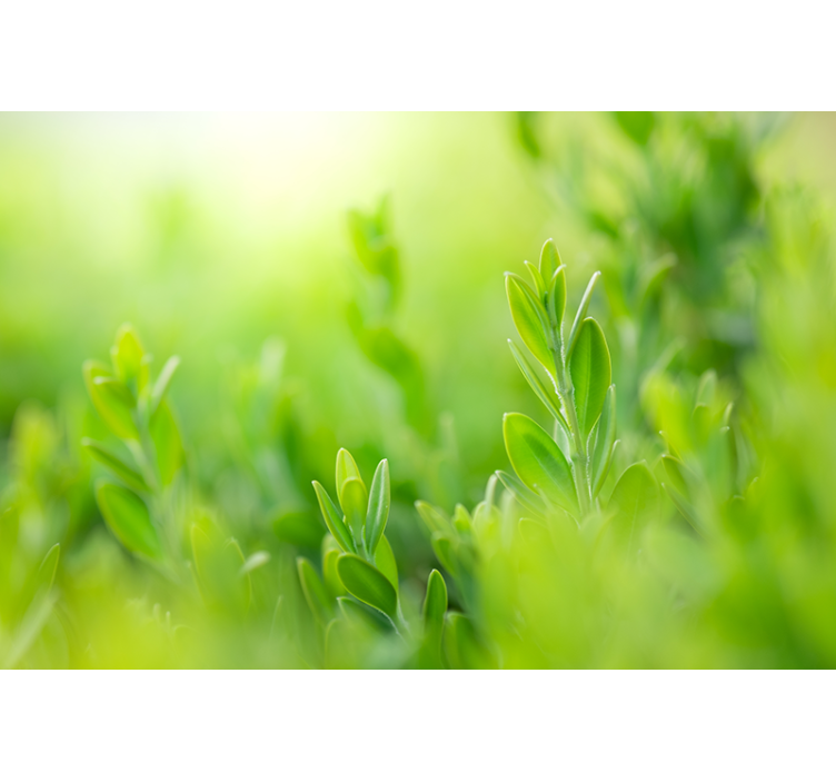 Fotobehang natuur weelderig groen close-up - TenStickers