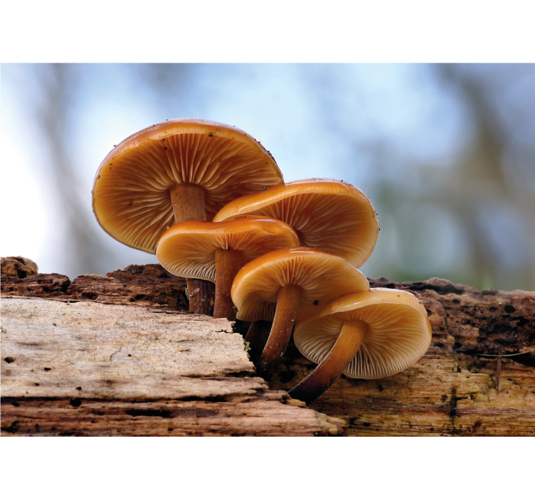 Bloemen foto behang paddenstoelencluster - TenStickers