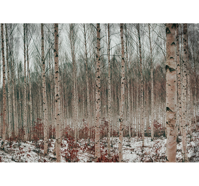 Foto behang bos berkenboomlandschap - TenStickers