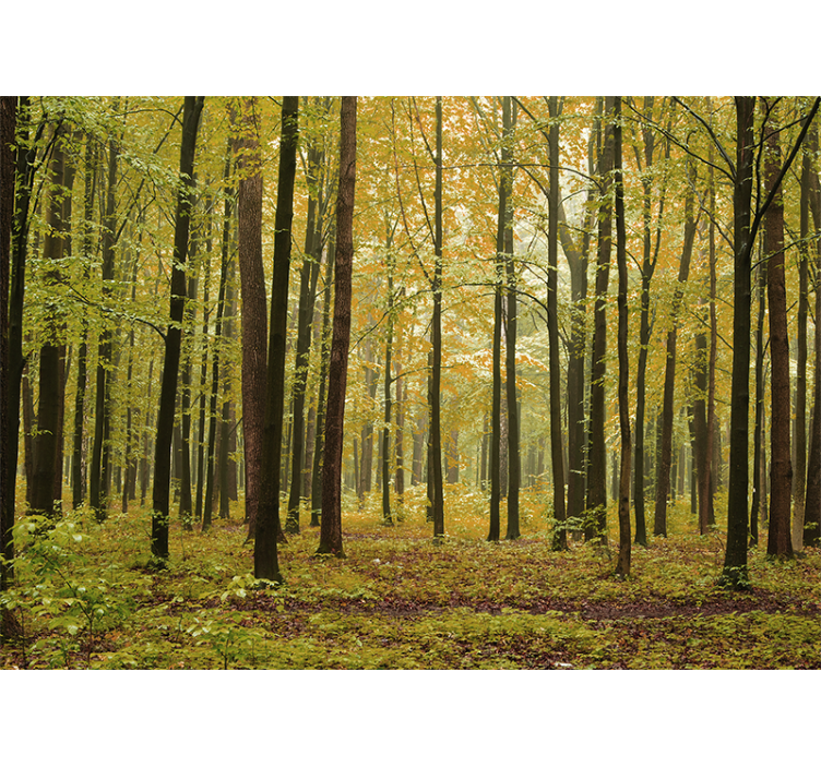 Foto behang bos herfstboslandschap - TenStickers