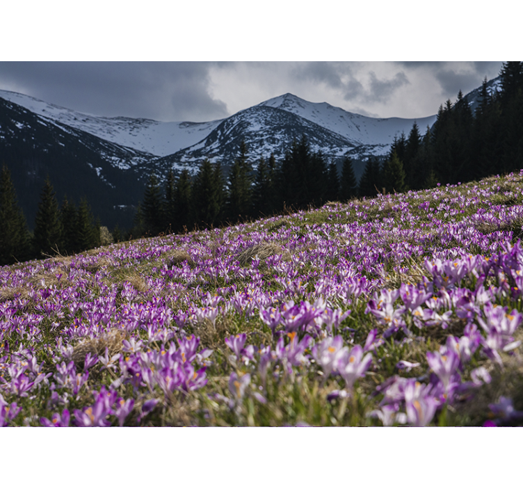 Bloemen foto behang krokusbloemenveld - TenStickers