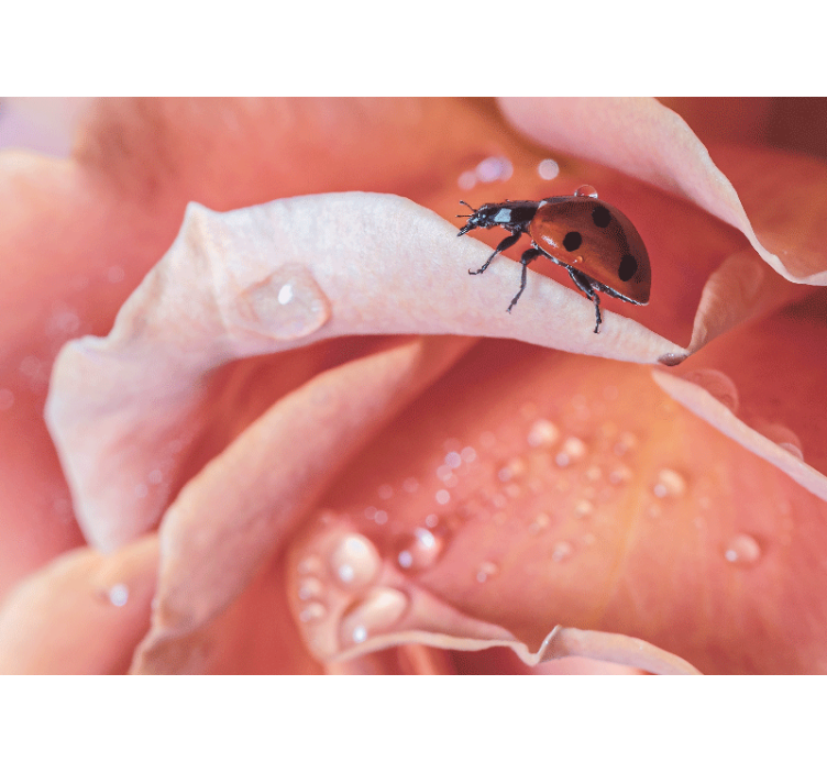 Bloemen foto behang lieveheersbeestje op bloemblad - TenStickers