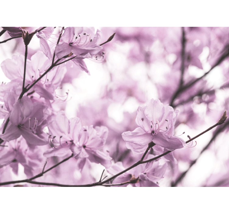 Delicate roze bloesems bloemen foto behang - TenStickers