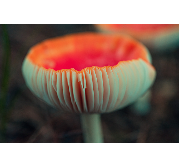 Fotobehang klaprozen elegante klaproosbloesem - TenStickers