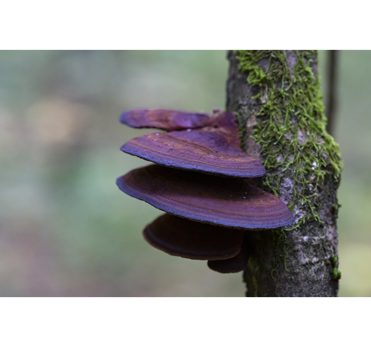 Fotobehang natuur paddenstoelen groei detail - TenStickers