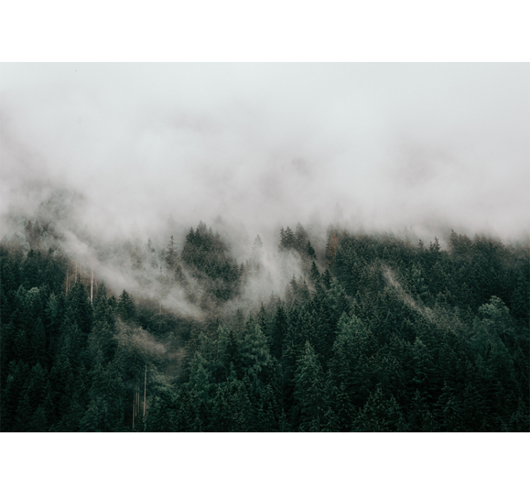 Foto behang bos mistig boslandschap - TenStickers