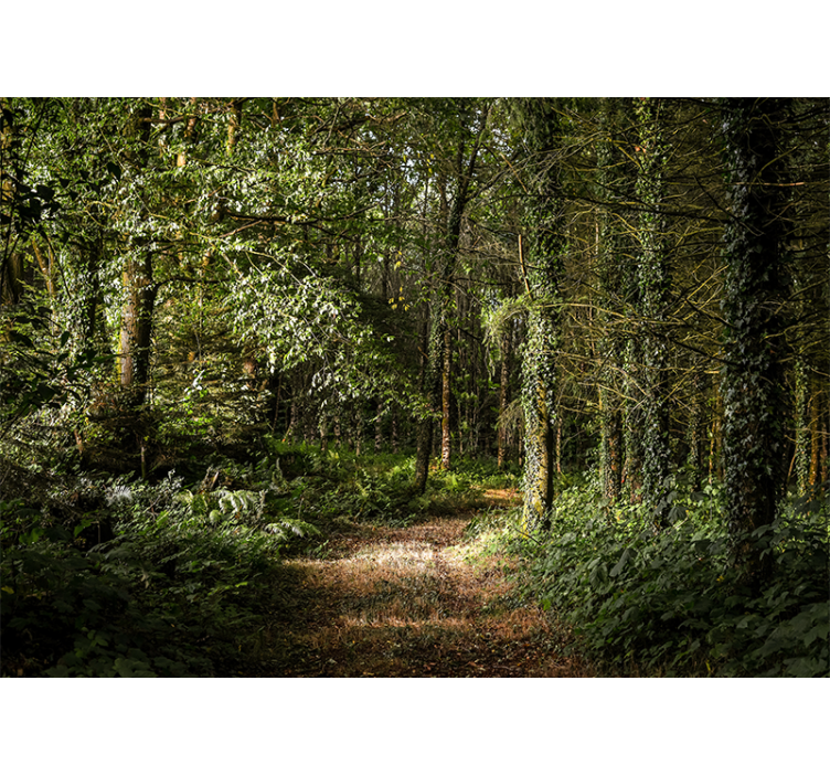 Behang bos lush forest pathway - TenStickers