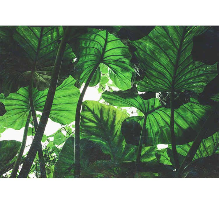 Fotobehang natuur weelderige bladeren canopy - TenStickers