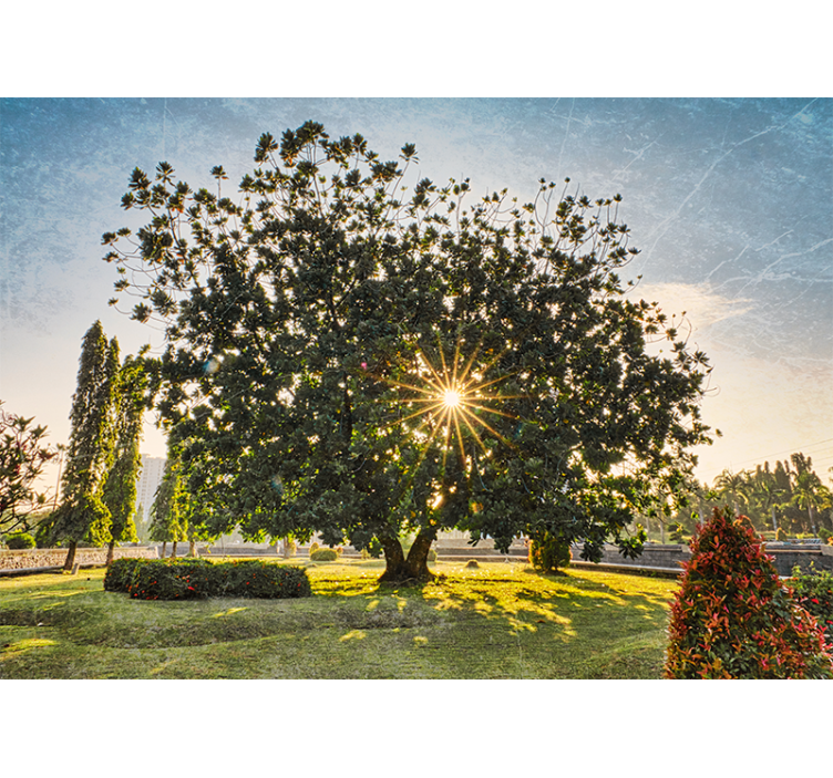 Fotobehang natuur zonnig boomzicht - TenStickers