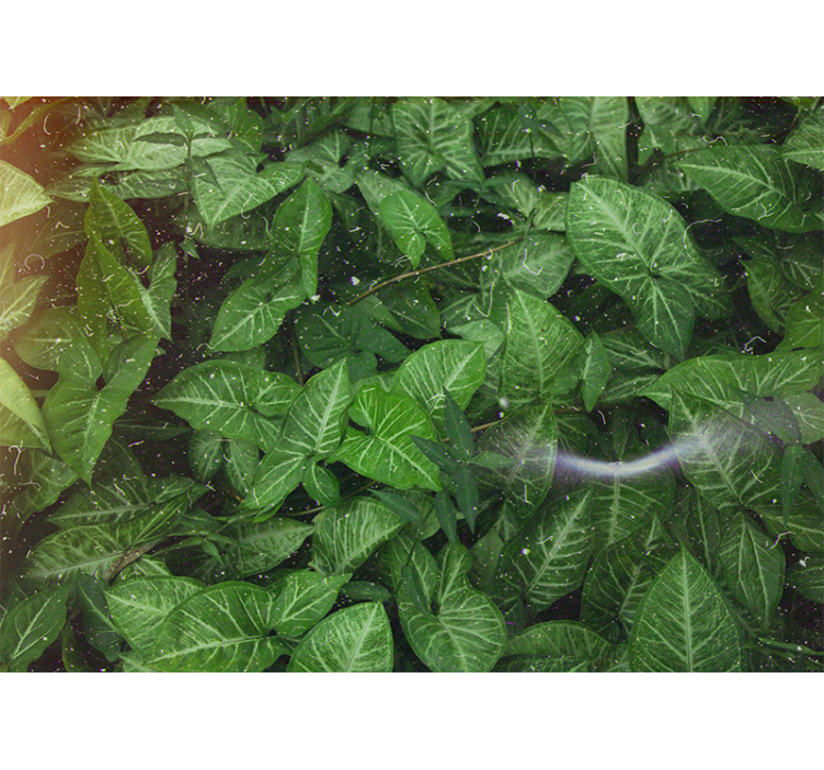 Fotobehang natuur levendige bladcompositie - TenStickers