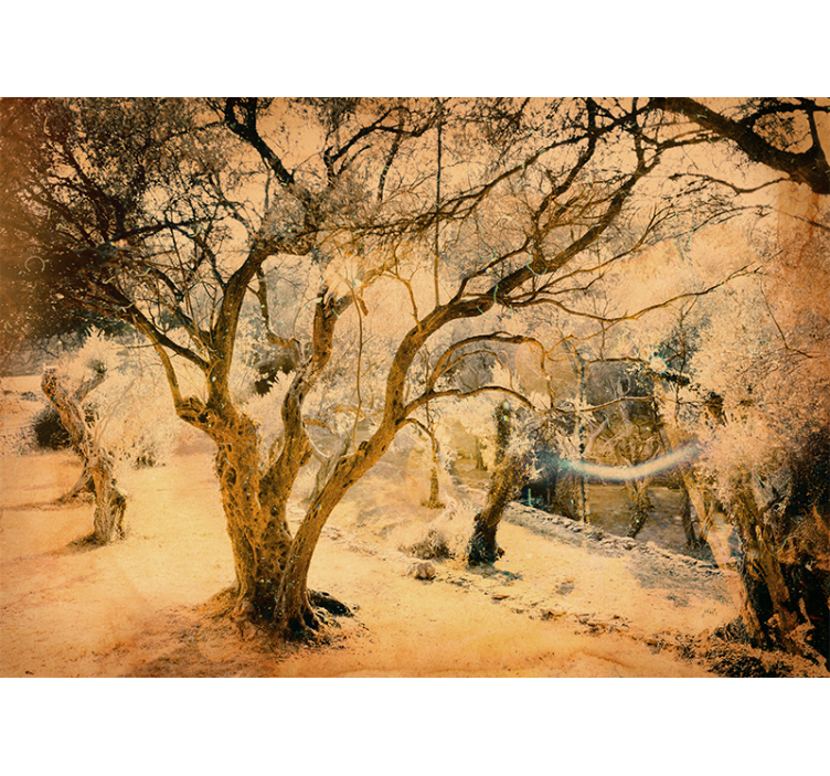 Foto behang bos gouden olijfbomen - TenStickers