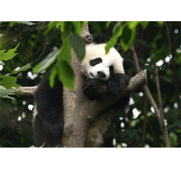 Foto behang dieren panda rustend in boom - TenStickers