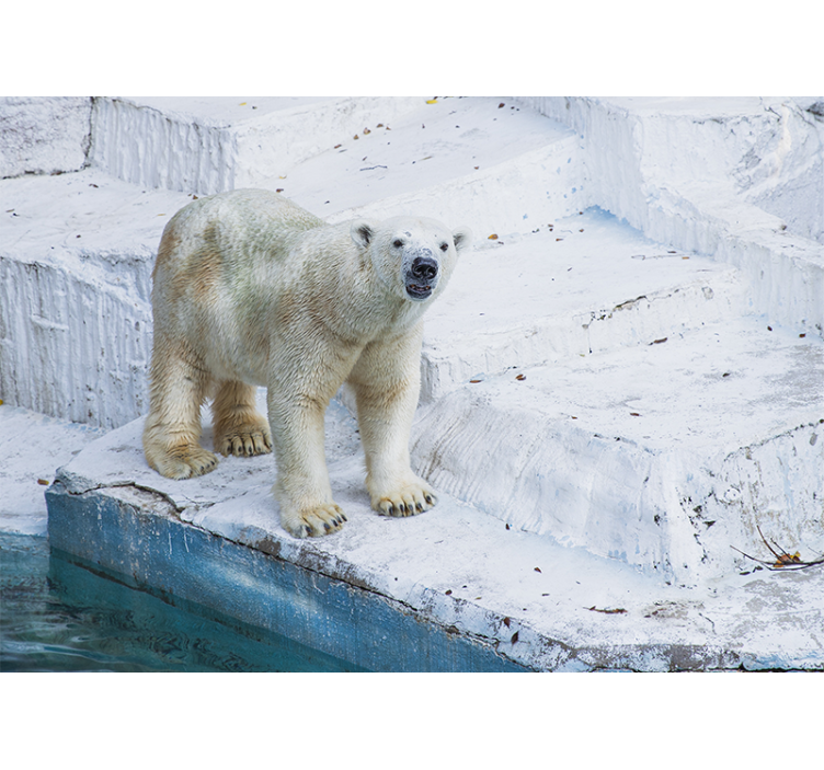 Foto behang dieren poolbeer houding - TenStickers