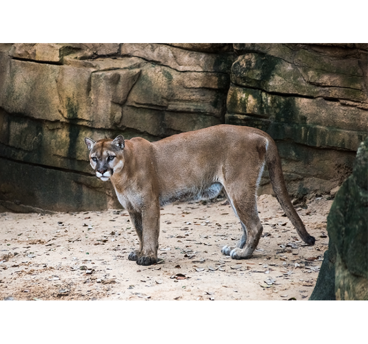 Foto behang dieren cougar in habitat - TenStickers