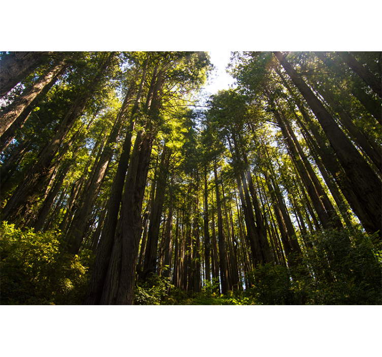 Grote bomen Fotobehang bos - TenStickers
