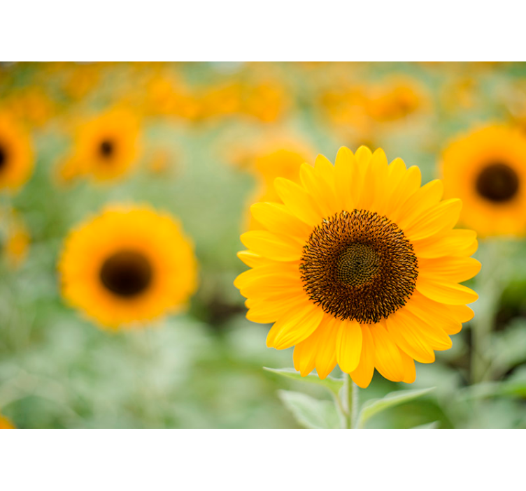 Middelpunt van de zonnebloem bloemen foto behang - TenStickers