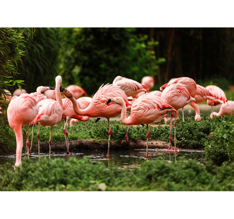 Flamingo-bijeenkomst foto behang dieren - TenStickers