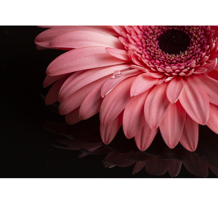 Gerbera bloemblaadje close-up bloemen foto behang - TenStickers