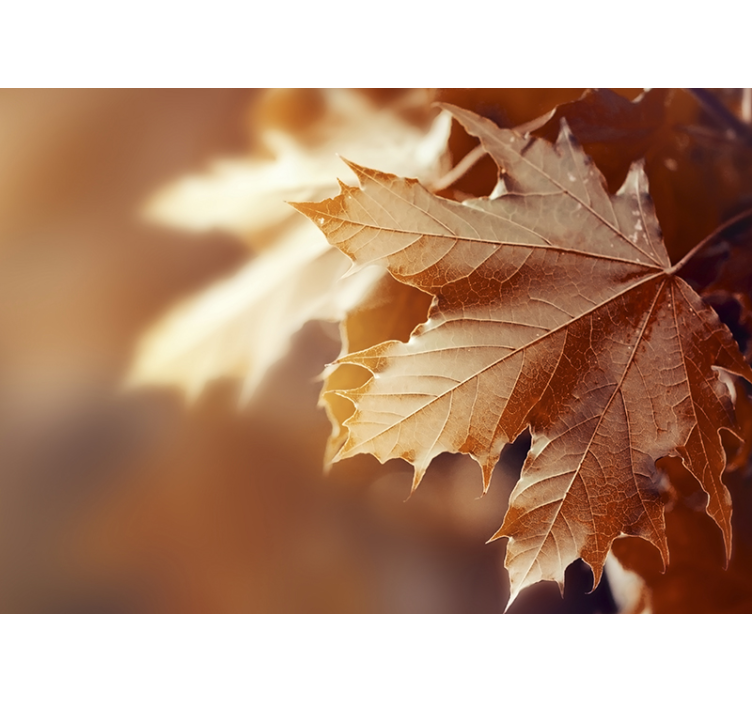 Bloemen foto behang esdoornblad close-up - TenStickers
