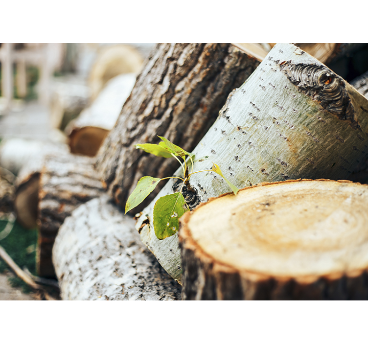 Foto behang bos houtstammen arrangement - TenStickers