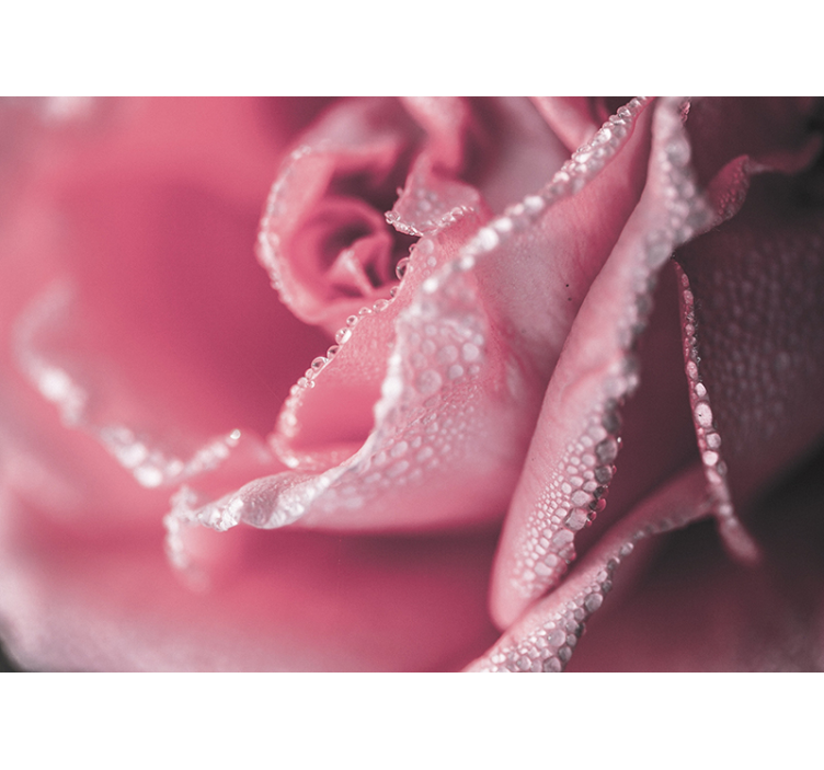 Bloemen foto behang dewy roze roos - TenStickers