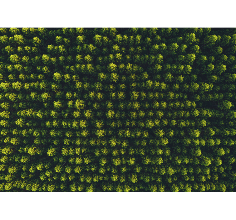 Fotobehang natuur weelderige loofomgeving - TenStickers