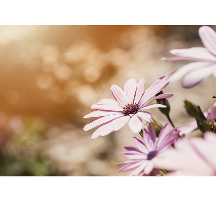 Bloemen foto behang roze bloem bloei - TenStickers