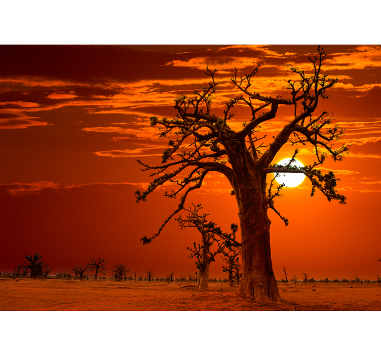 Majestueuze zonsondergangbomen fotobehang natuur - TenStickers