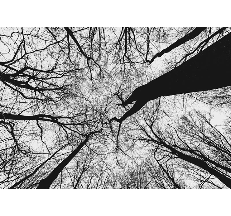 Foto behang bomen samengestrengelde takken silhouetten - TenStickers