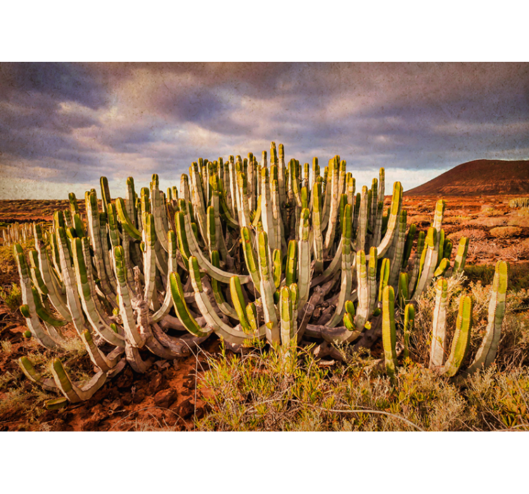 Uitzicht op cactuslandschap foto behang bos - TenStickers