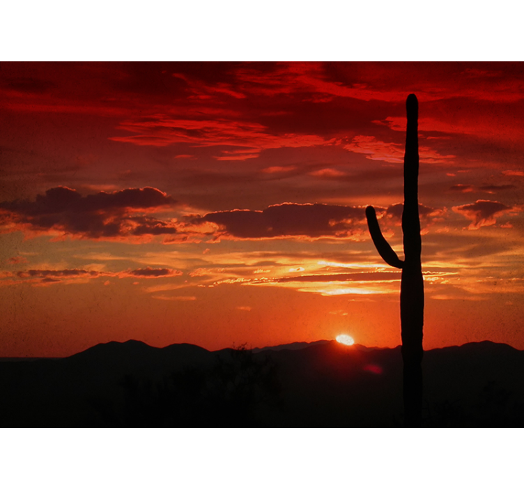 Cactus zonsondergang schaduw fotobehang natuur - TenStickers