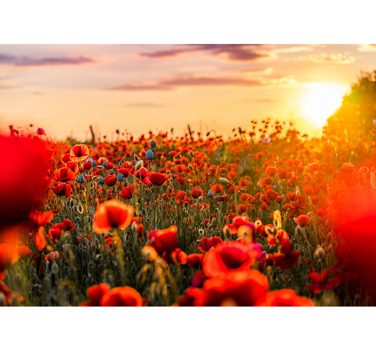 Fotobehang klaprozen stralend poppy field - TenStickers