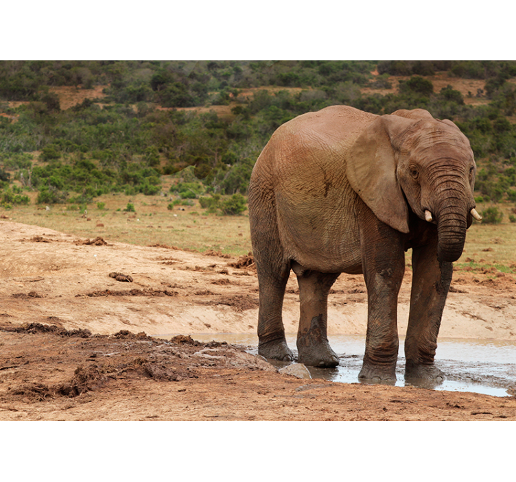 Ontmoeting met olifanten foto behang dieren - TenStickers