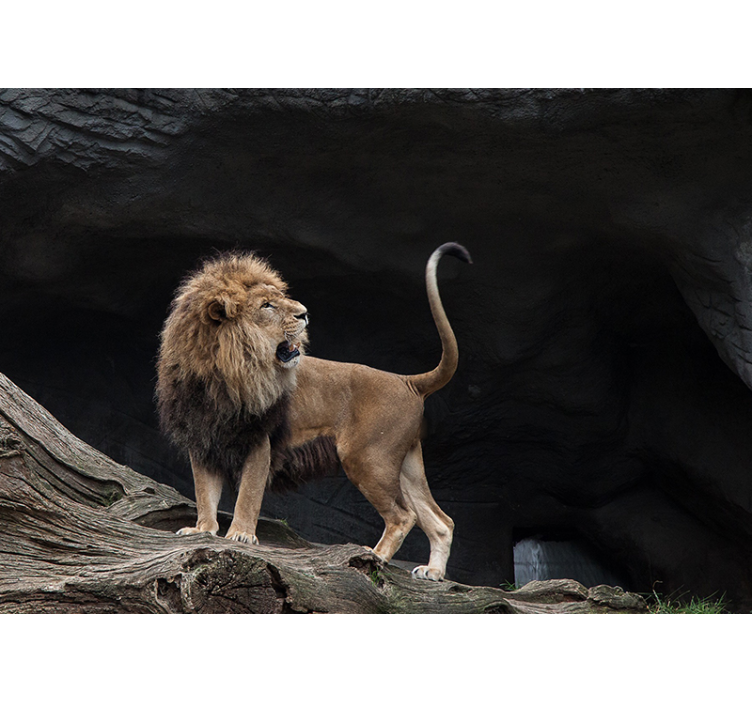 Majestueus leeuwenportret fotobehang leeuwen - TenStickers